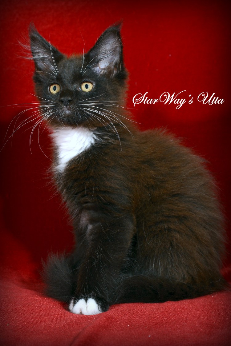 Черные Мейн куны