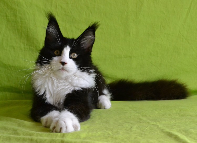 Сибирская кошка окрасы биколор