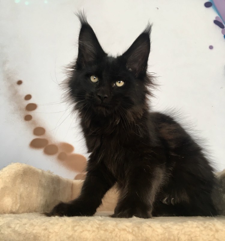 Мейн кун чëрно белый