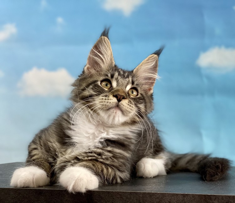 Черный голубоглазый Мейн кун