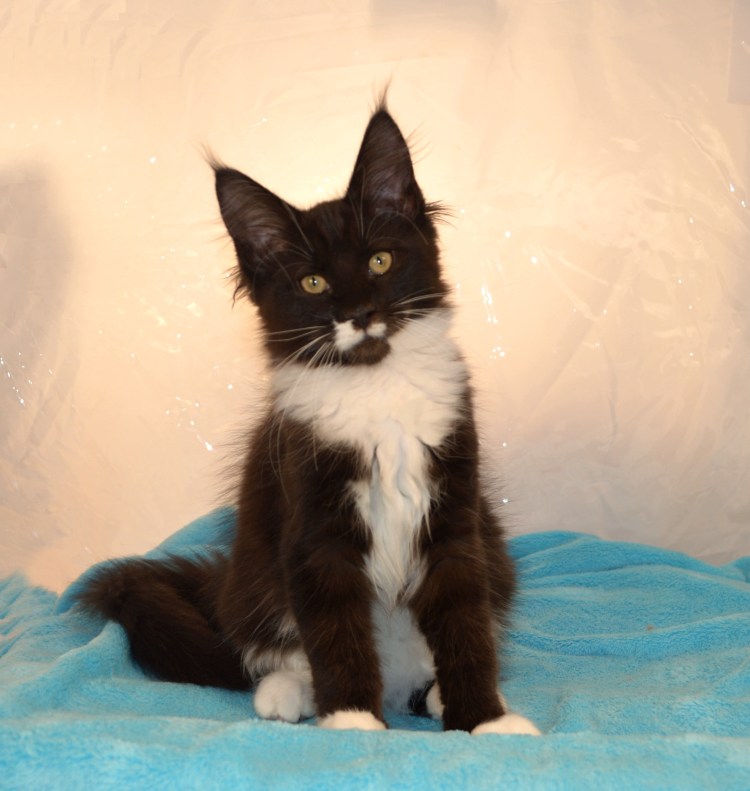 Черный биколор Мейн кун