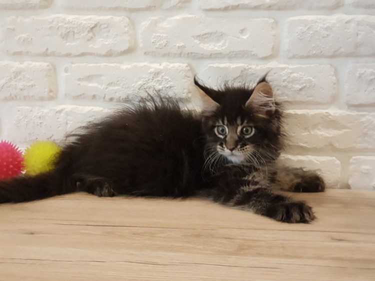 Мейн кун n 09