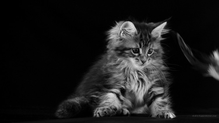 Шантильи Тиффани порода