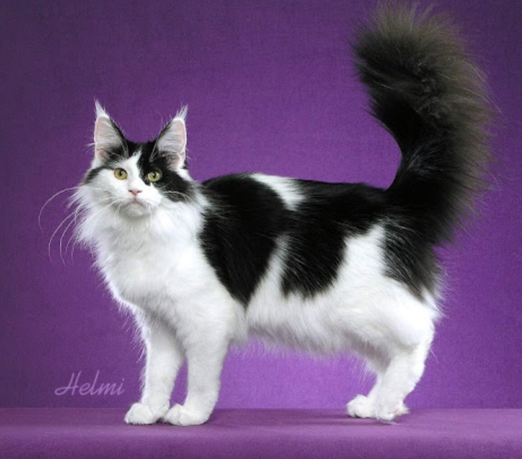 Мейн кун биколор