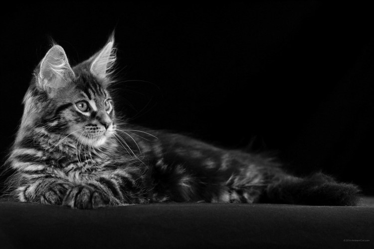 Мейн кун Блэк Смок