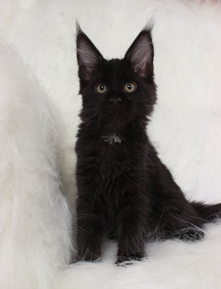 Мейн кун Калико