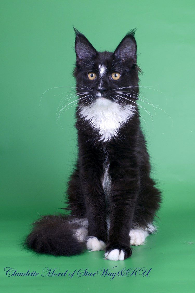 Мейн кун биколор