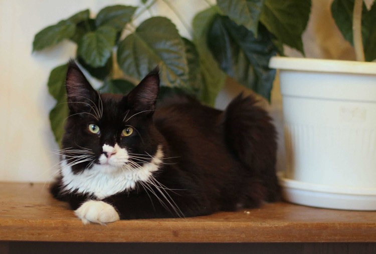 Черный биколор Мейн кун