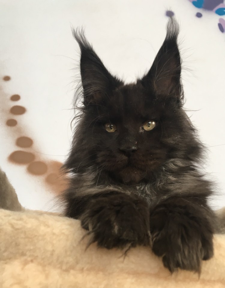 Мейн кун белый