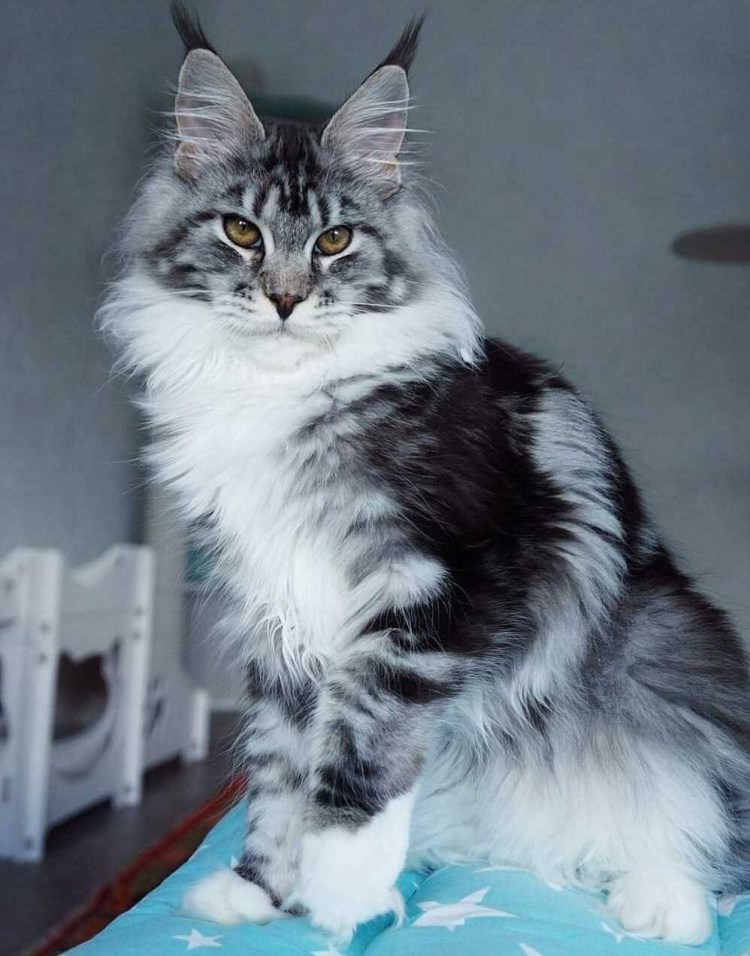 Мейн кун черный Солид котенок