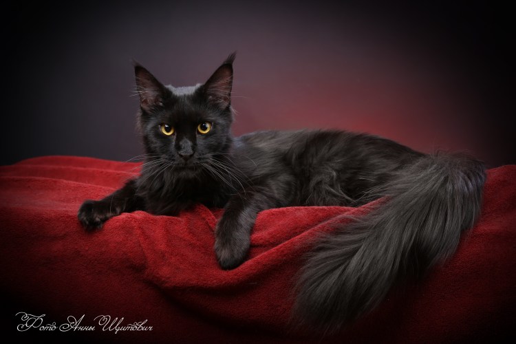 Норвежская Лесная кошка табби