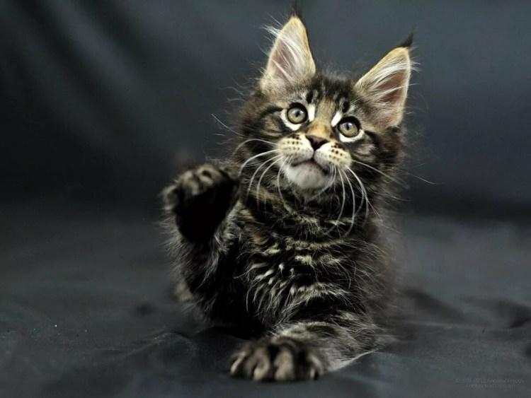 Мейн кун Солид черный взрослый кот