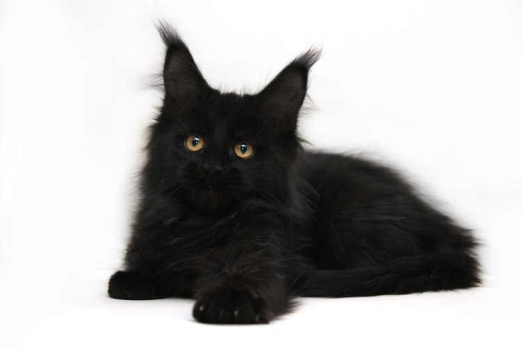 Skogkatt - Норвежская Лесная кошка.