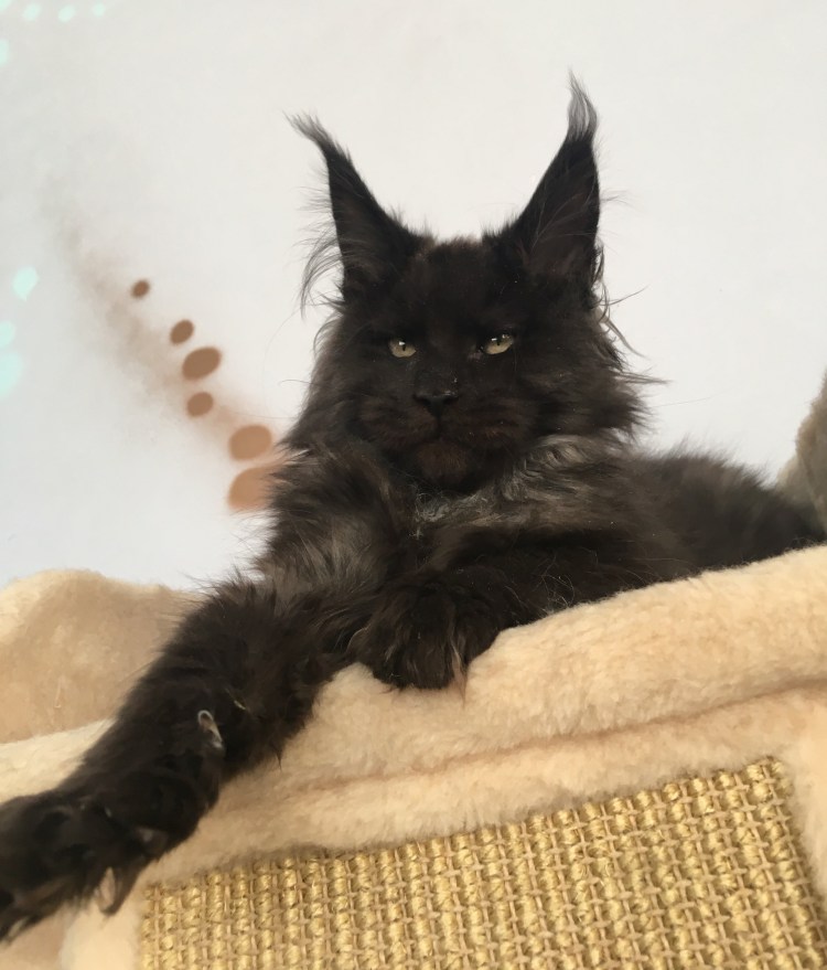 Короткошерстный Мейн кун черный