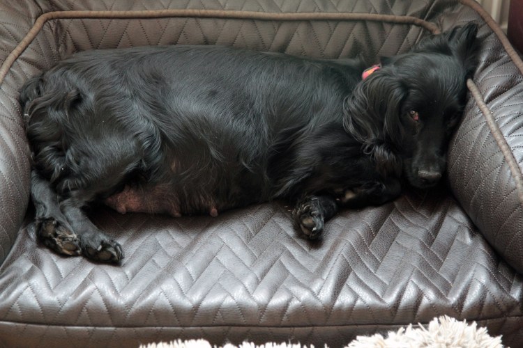 Ложная беременность у собак