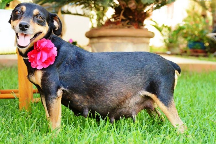 Собака женского пола