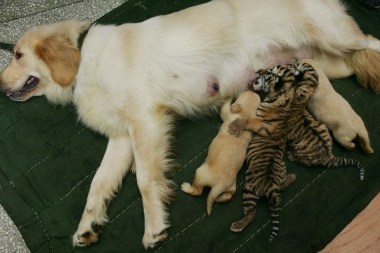 Девушка радила од сабака