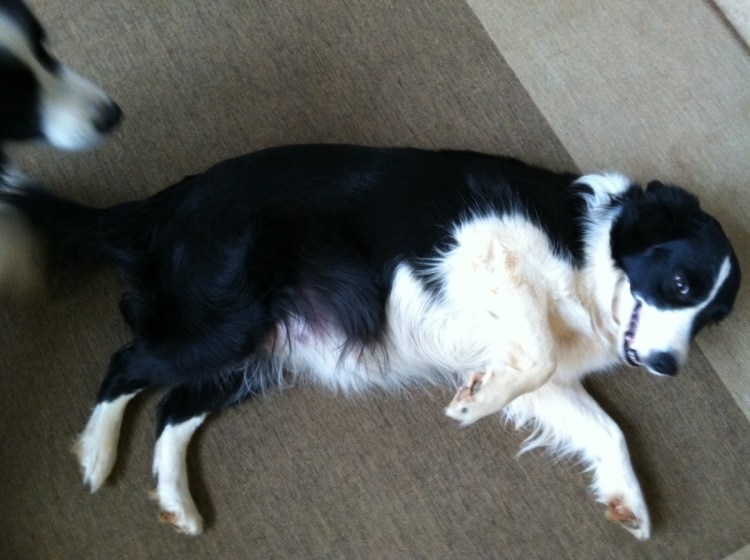 Аллергия у собак лабрадоры