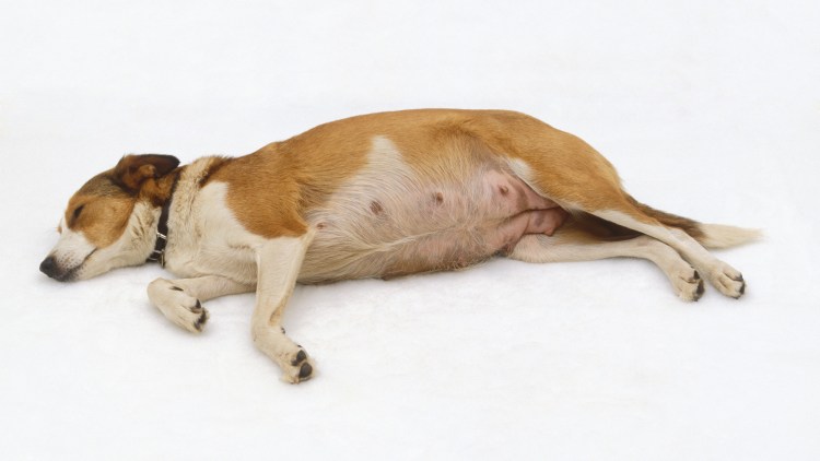 Беременная собака рожает