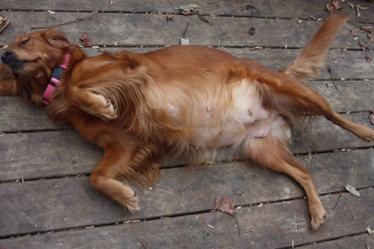 Беременность у крупных собак