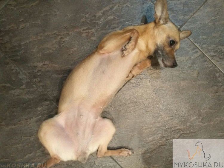 Беременная собака и пес