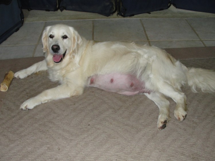 Длительность беременности у собак