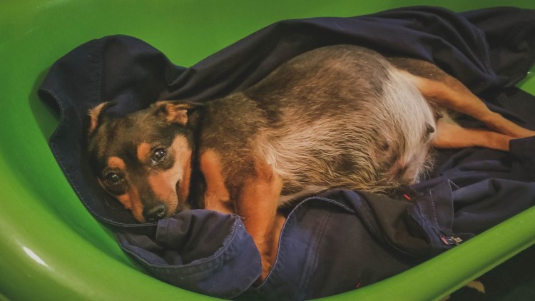 Фотосессия беременный собаки