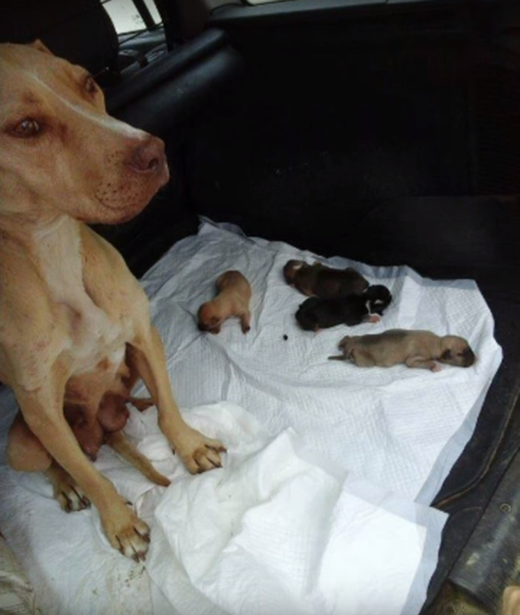 Беременные лабрадоры