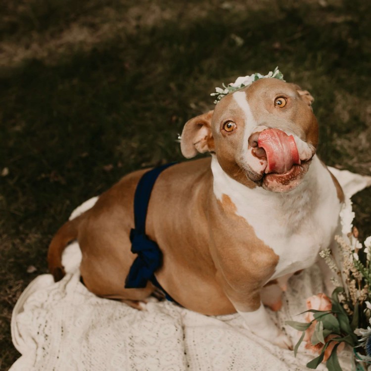 Маленькая рыжая собака которая родит