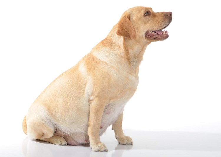 Щенки чихуахуа рождение