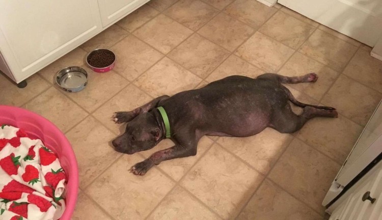 Маленькие маленькие собачки в приюте