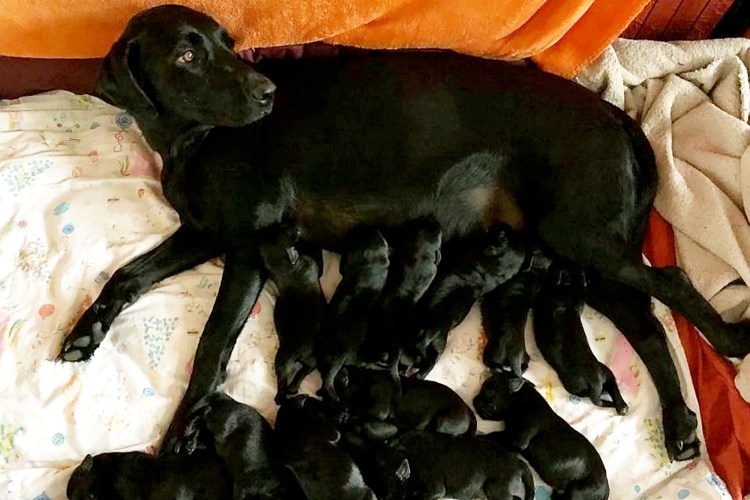 Живот беременной собаки