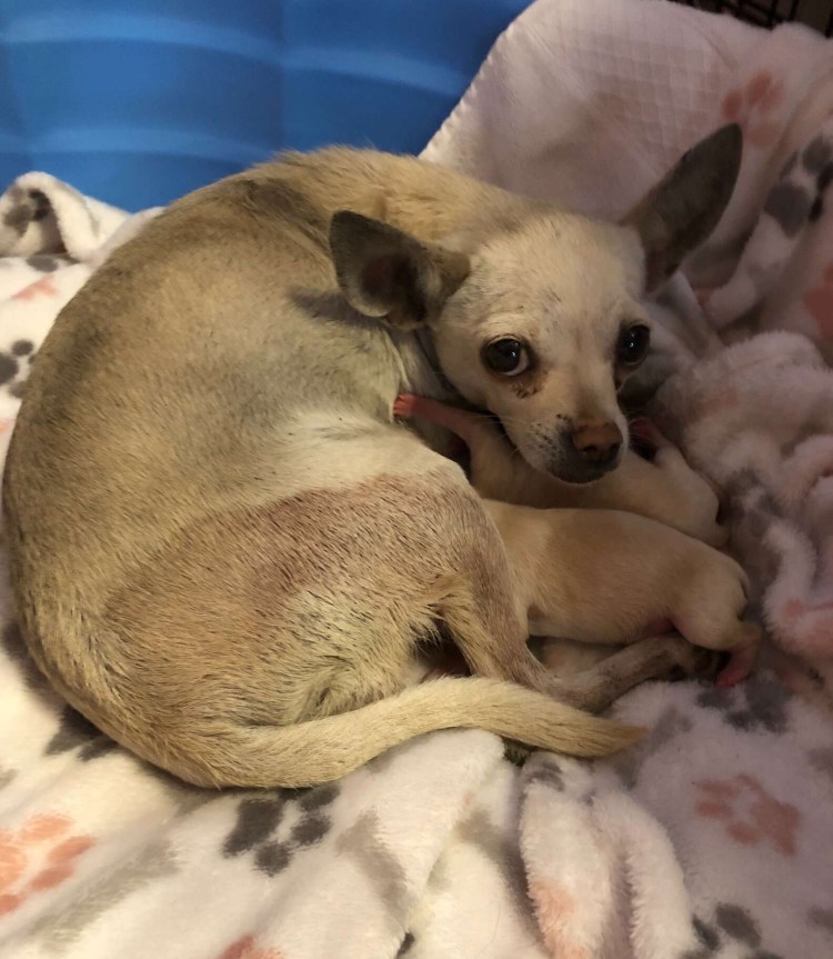 Этапы беременности собаки