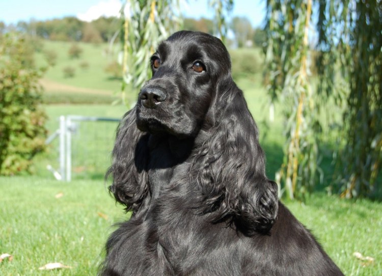 Филд спаниель