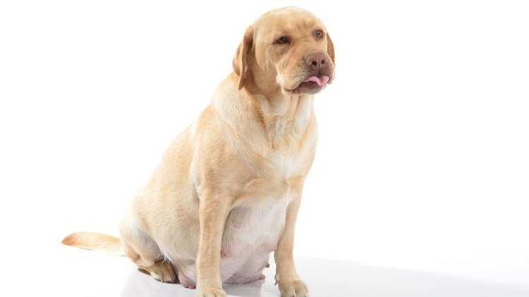 Питбуль Боня