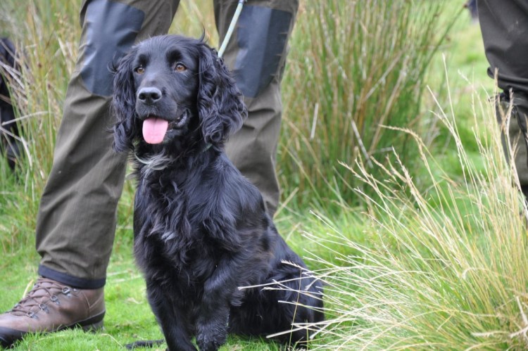 Русский кокер спаниель