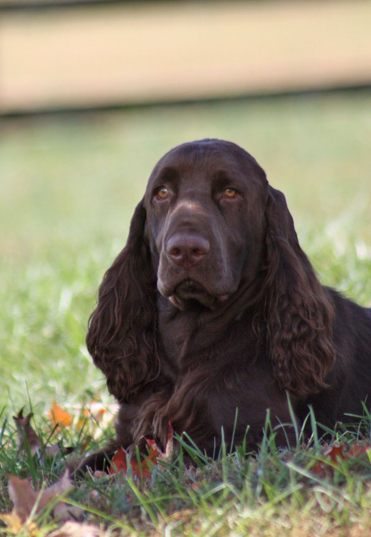 Флэт спаниель