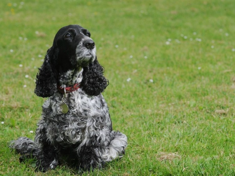Английский кокер-спаниель