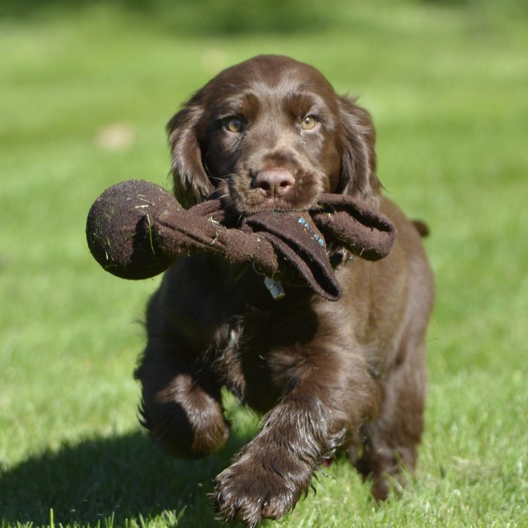 Филд спаниель черный