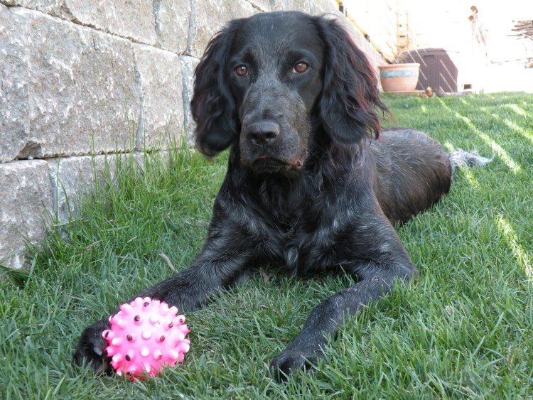 Русский охотничий спаниель