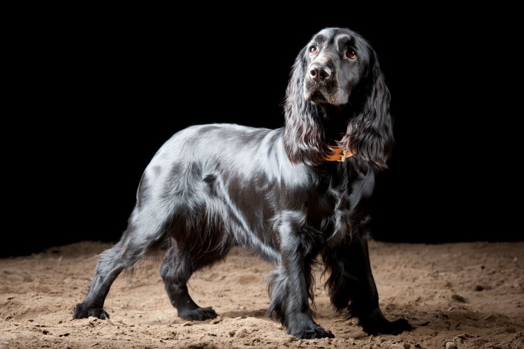 Английский кокер спаниель черный