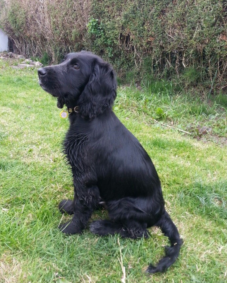 Кокер спаниель черный