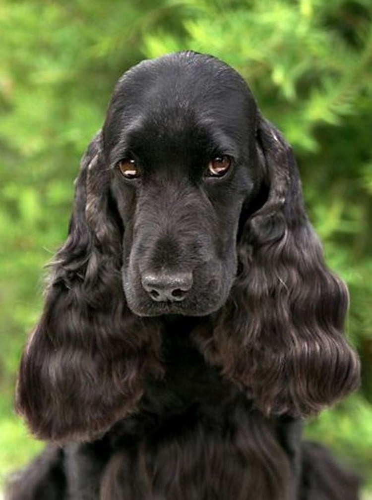 Порода Филд спаниель