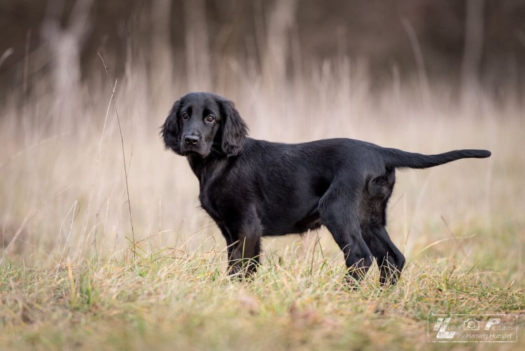 Кокер спаниель черный