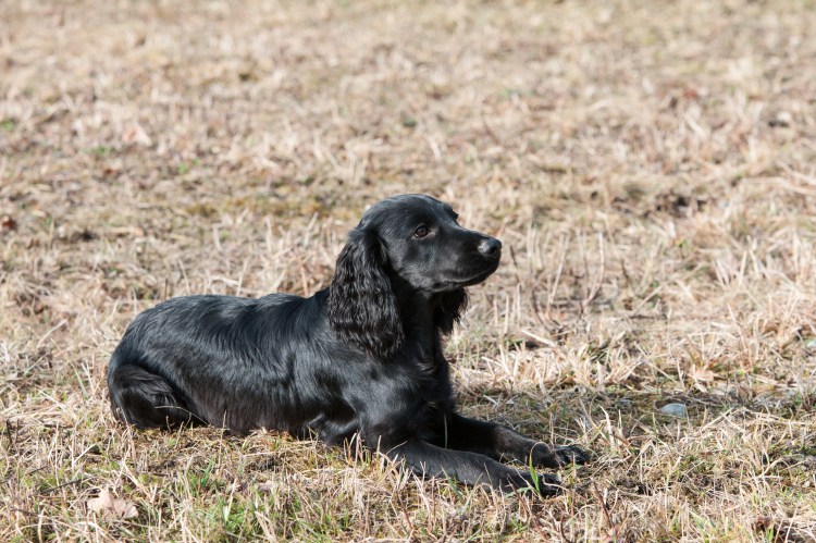 Кокер спаниель охотничий