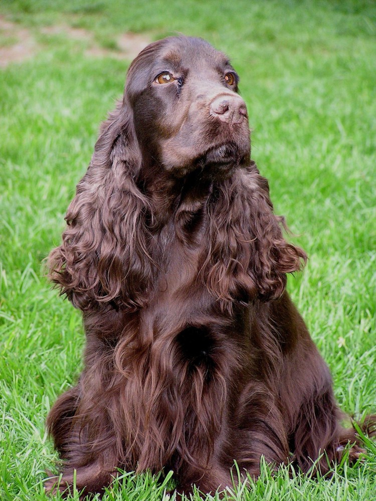 Кокер спаниель шоколадный
