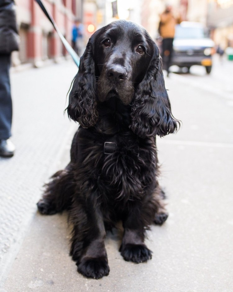 Русский кокер спаниель черный