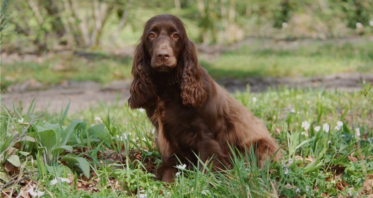 Русский кокер спаниель черный