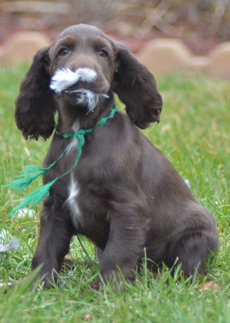 Кокер спаниель русский черный щенок