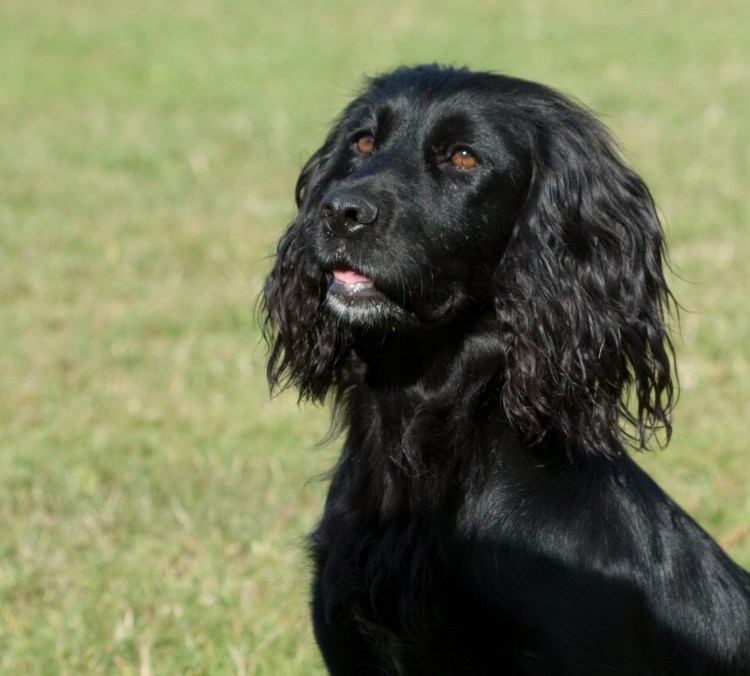 Кокер спаниель русский охотничий черный